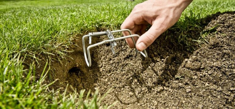 6 solutions pour éliminer les taupes du jardin : remèdes efficaces