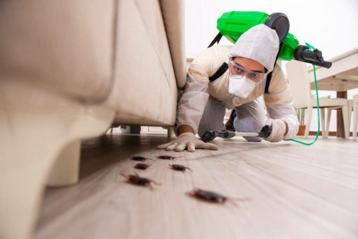 Cafards ou coquerelles dans la maison ? Découvrez comment les supprimer définitivement
