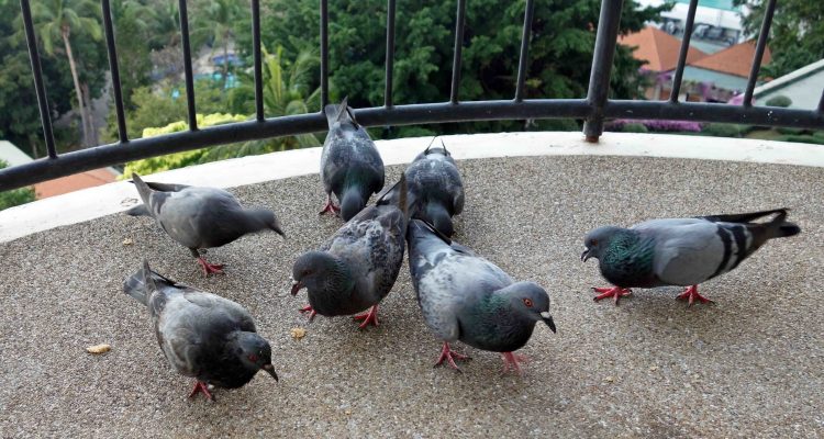se débarrasser des pigeons