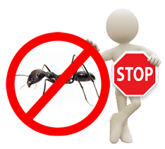 Désinsectisation fourmis paris