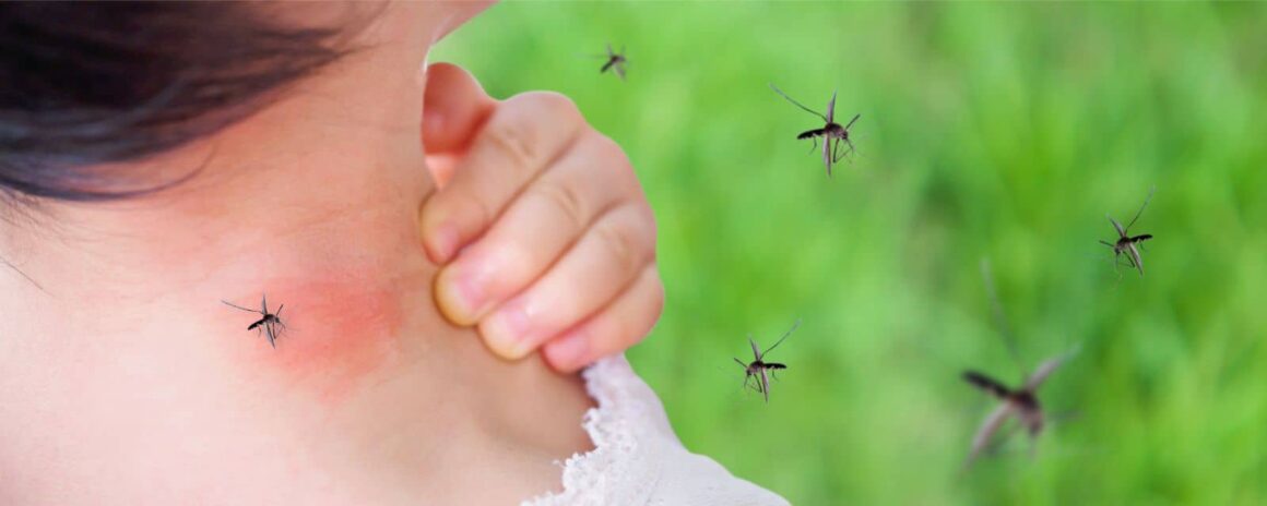 Comment se déroule une lutte anti-moustiques professionnelle ?