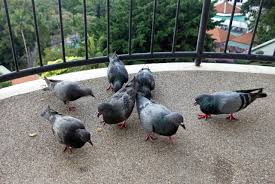 Remèdes naturels pour éloigner les pigeons du balcon
