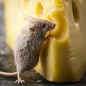 Comment empêcher les souris et les rats d’entrer dans votre maison ?